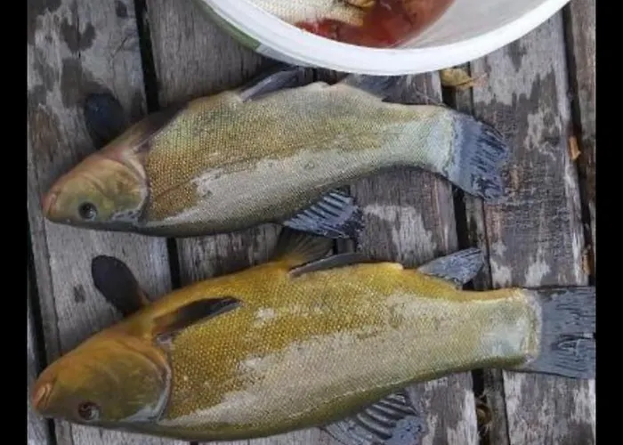 Letniskowy Zacisze 2 * Urowo